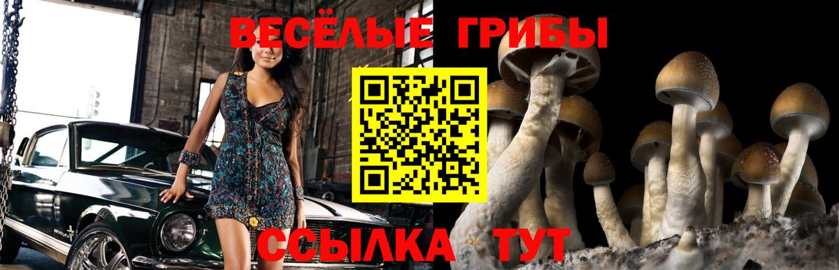 Псилоцибиновые грибы Psilocybe Гуково